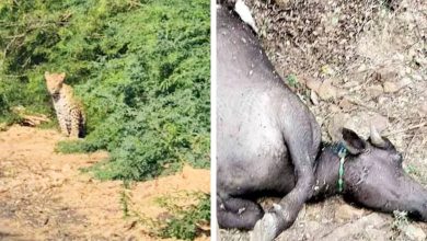 નખત્રાણાની પાવરપટ્ટીમાં દીપડાનો કહેર: એક જ મહિનામાં 17 પશુઓનું મારણ કરતા ફફડાટ