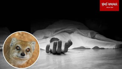 A tragic incident in Morbi's Motabhel village where an elderly woman lost her life due to a mongoos bite.