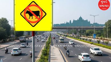 A "No Cattle Zone" warning board placed near a busy crossroads in Ahmedabad with heavy traffic in the background.