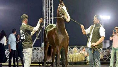 A majestic Marwari horse named Shivalik standing with a trophy and blue ribbon at the Pune Horse Show.
