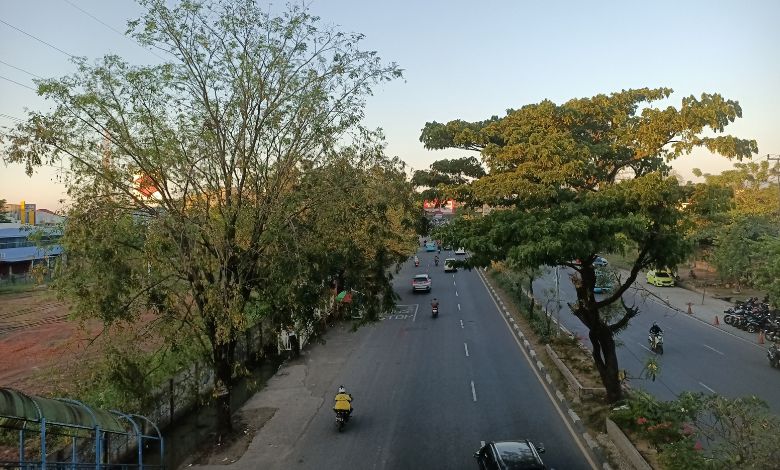 More than 15.41 lakh trees registered in Ahmedabad so far: This ward is the greenest