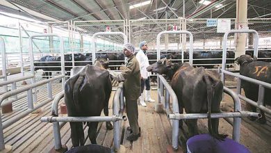 BJP rulers finally withdraw proposal to build new slaughterhouse in Ahmedabad